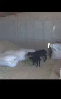 میش بره سیاه سام