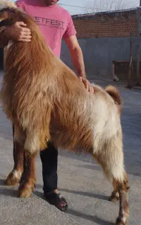 بز نر . ساورن