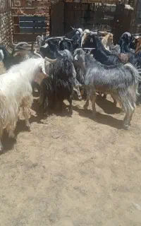 کهره چاق