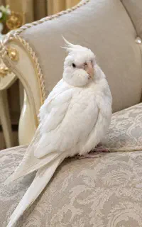 عروس هلندی البینو سفید گمشده (مژدگانی)