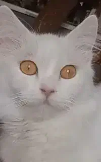 گربه پرشین شجره دار اصیل ماده