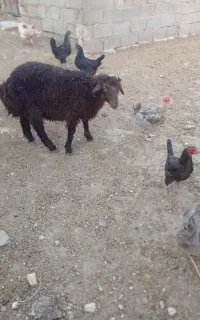 بره فروشی از ۴۰ کیلو تا ۷۰ کیلو