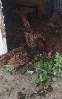 خروس سبرایت