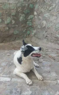 واگذاری سگ ماده دوساله رایگان