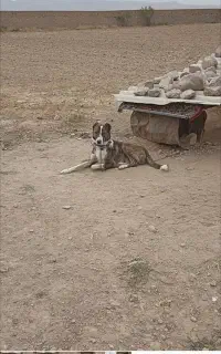 توله14ماهه
