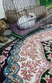 خرگوش بازیگوش