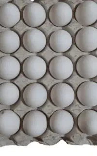 پخش مستقیم تخم مرغ