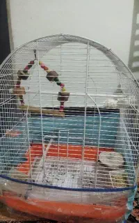 قفس پرنده