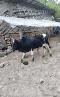 گاو نر