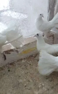کبوتر دم چتری پا پر