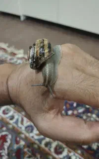 فروش حلزون
