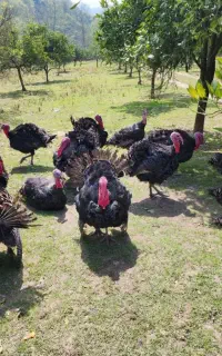 معاوضه بوقلمون