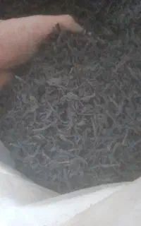 چای بهاره ۱۴۰۵ لاهیجان