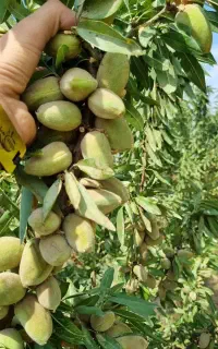 تکثیر نهال بادام تونو رقم تجاری و اصلاح شده