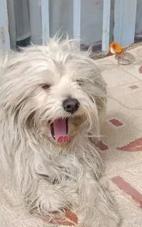 سگ پاپی شناسنامه دار .واکسن زده