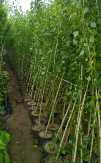 نهال های صنوبر نیگرا خارجی گلدانی کاشت تابستانی