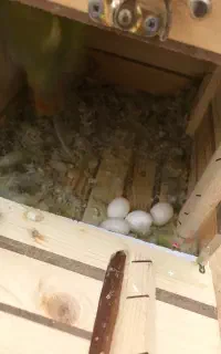 طوطی کوتوله معاوضه هم دارم