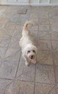 سگ ماده