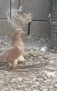 کبوتر تیدی و هندی و بمبویی