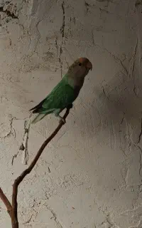 کوتوله سالم سرحال