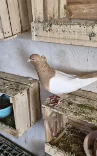 سینه زرد نر ،سینه زرد ماده
