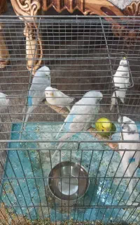 پرنده