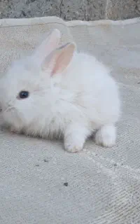 بچه خرگوش