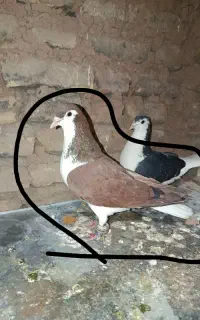 مجسمه ساده سرخ خال سیاه دار