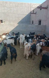 بزغاله نرماده