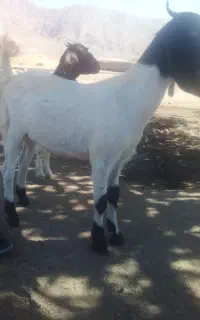 دو عدد بزغاله ماده دورگ