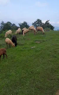 ۱۸ راس گوسفند داشتی