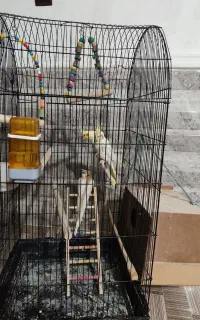 جفت بالغ عروس هلندی