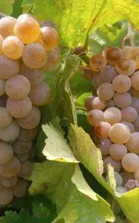 انگور سفید دیم درجه یک