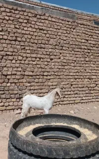 بزغاله..‌‌
