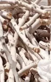 چوب پسته