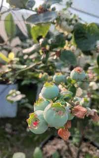 نهال بلوبری