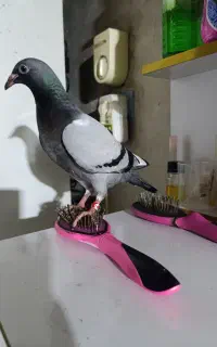 جوجه آلمانی تازه دان خور