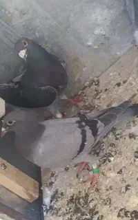 کفتر باخت خورده