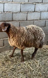 بره ماده همو