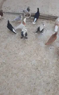 کبوتر