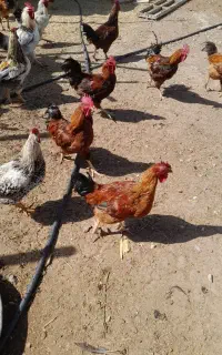 مرغ و خروس محلی
