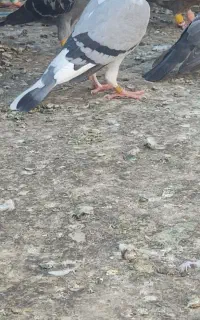 گمشده