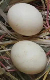 تخم کبوتر