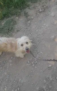 سگ شیتزو
