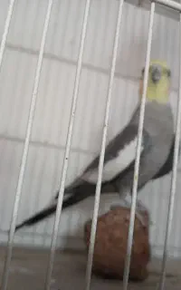 عروس خوشکل