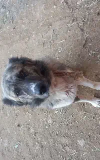 سگ گله