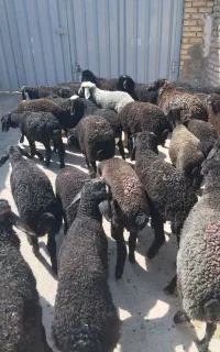 بره بره