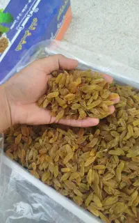 انواع کشمش سبز و آفتابی امسالی