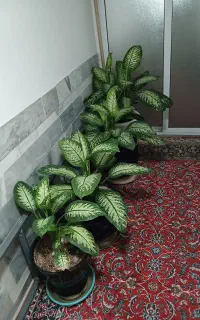4عدد گل دیفن بزرگ