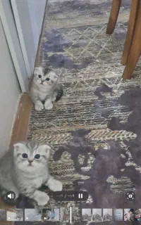 گربه اسکاتیش سیلور
